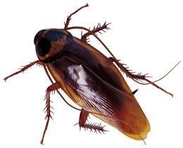 Barata adulta