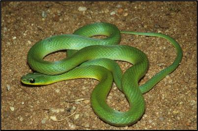 Cobra verde no seu habitat