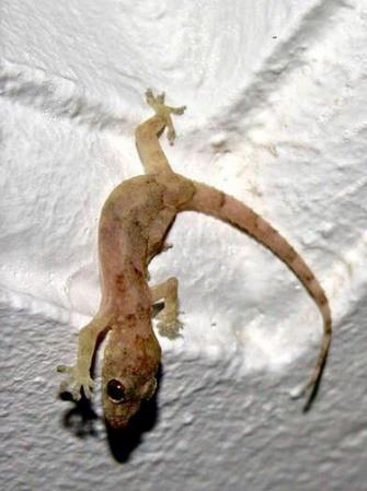 Lagartixa doméstica numa parede