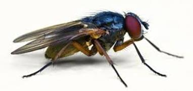 Mosca doméstica