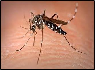 Mosquito pousado na pele