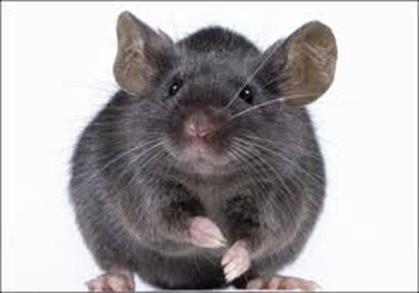 Rato doméstico